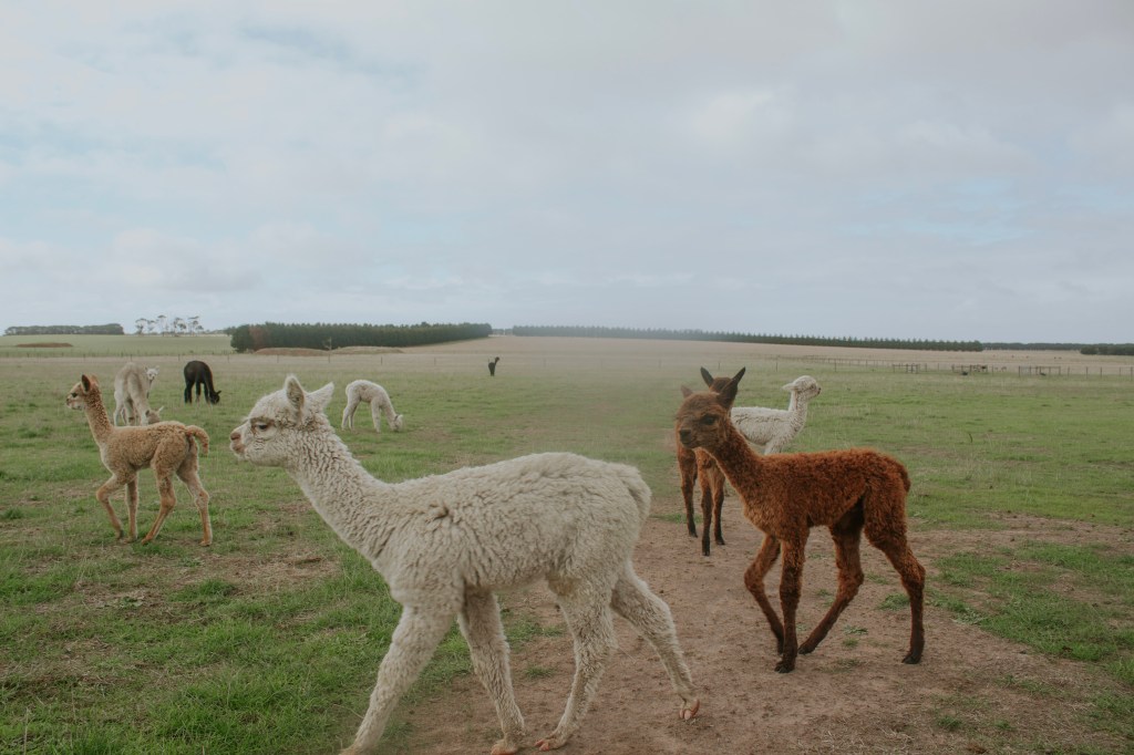 Heritage Alpaca Co.