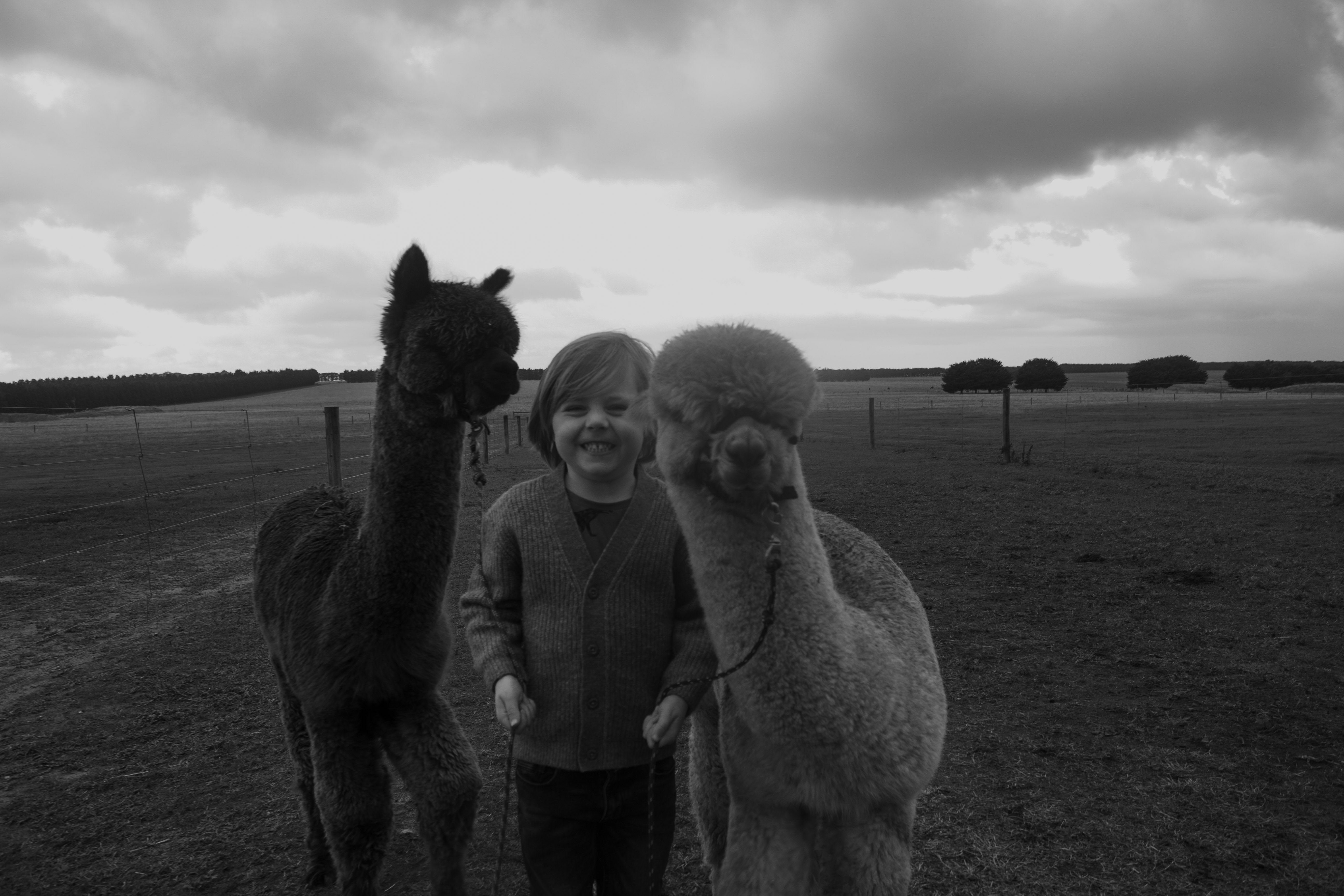 Black and white portrait of a child with two alpacas